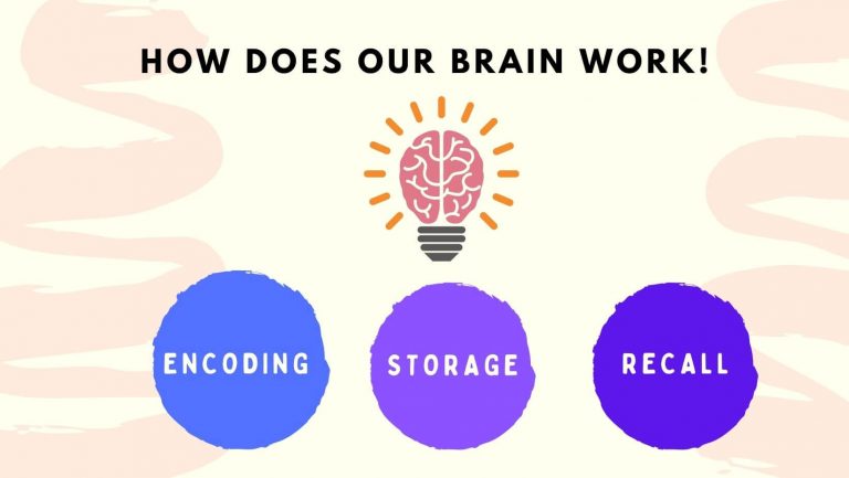 How does brain work - Memorization techniques for studying